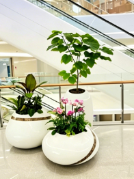 江北花卉租摆申请-海曙绿植租赁品牌-杭州湾花木租摆行业数据-江北花卉摆放技巧